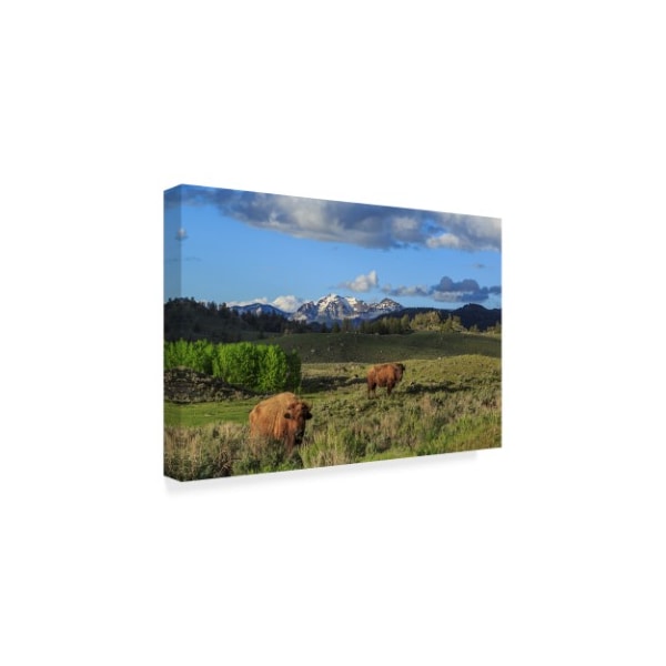 Galloimages Online 'Bison With Mountains' Canvas Art,30x47